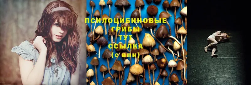 Галлюциногенные грибы Psilocybine cubensis  цена наркотик  Мытищи 